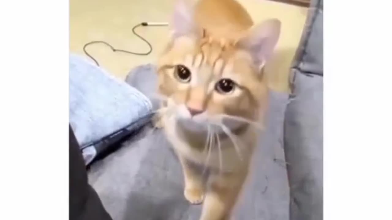 Cat asks to play ball 😂