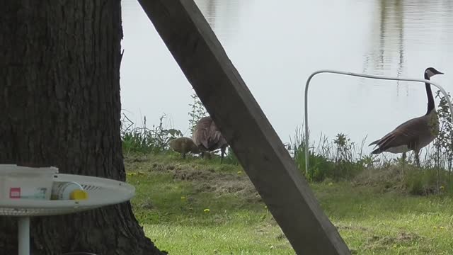416 Canada Geese Stop For Lunch