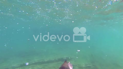 Galapagos penguins swim towards the camera underwater