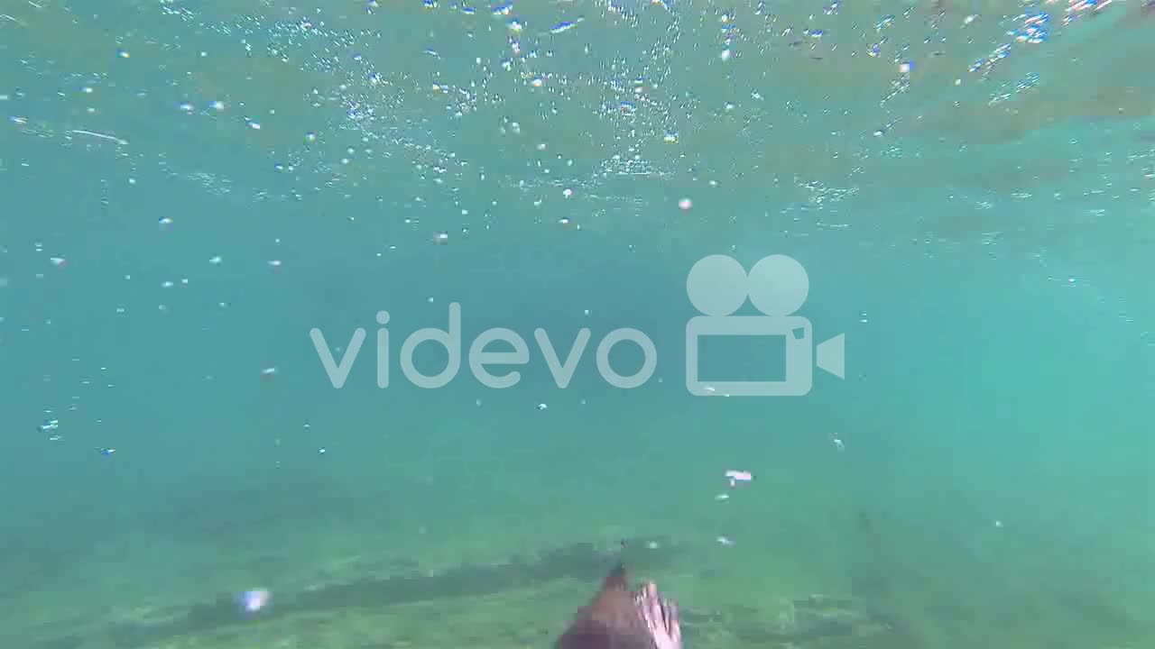 Galapagos penguins swim towards the camera underwater