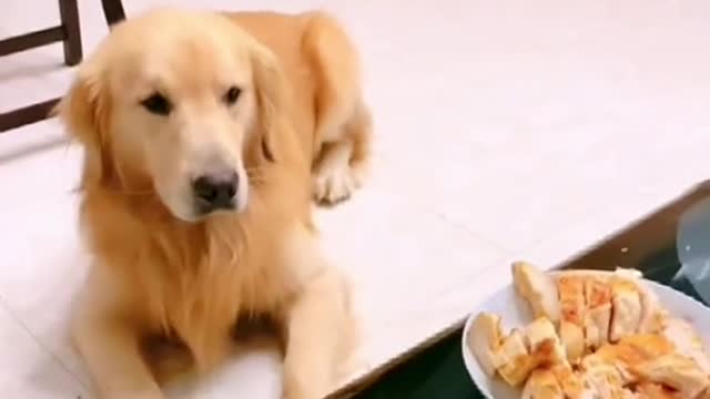 Happy time for the little animals 5125486400