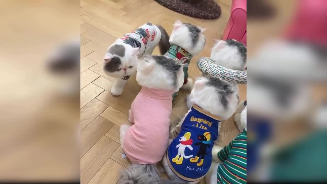 Baby Cats - Cute and Funny Baby Cat Videos Compilation