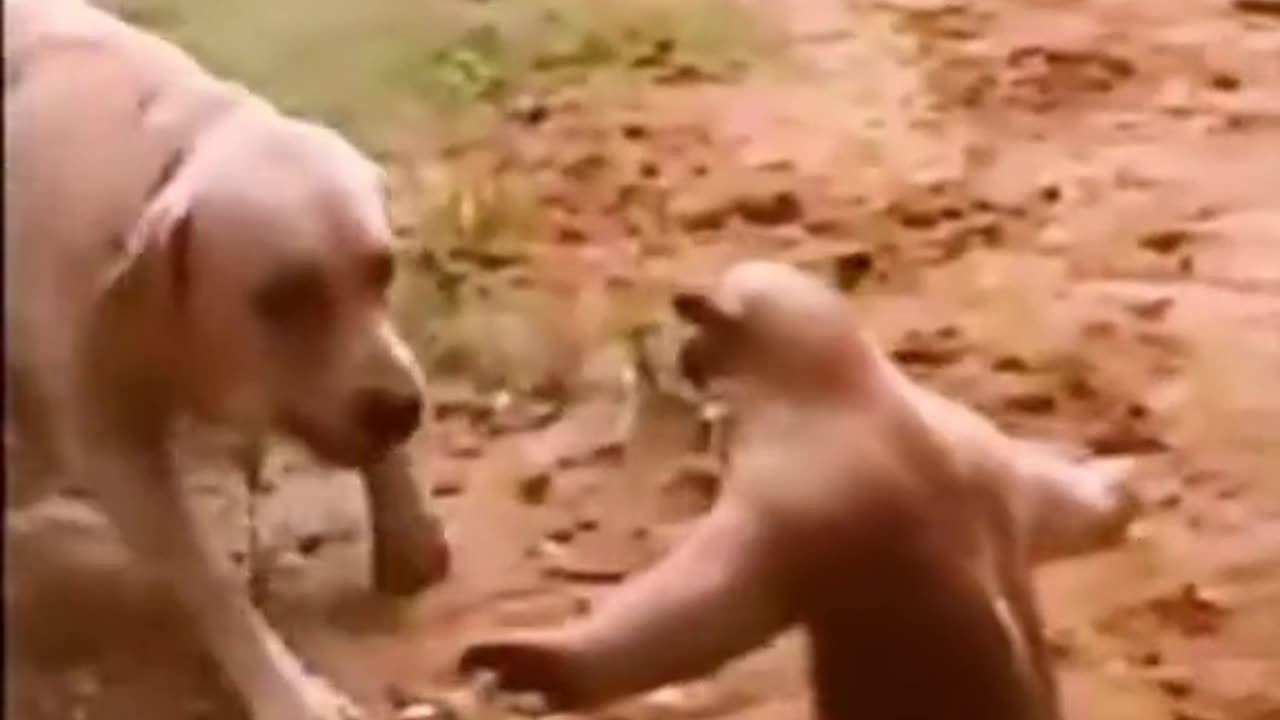 unequal confrontation