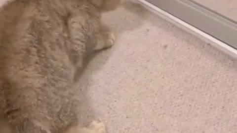 Funniest Cats And Dogs Video 2022