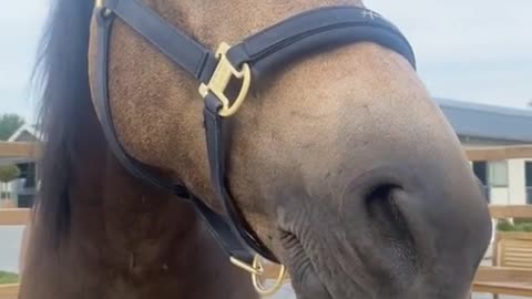 Cutest horse