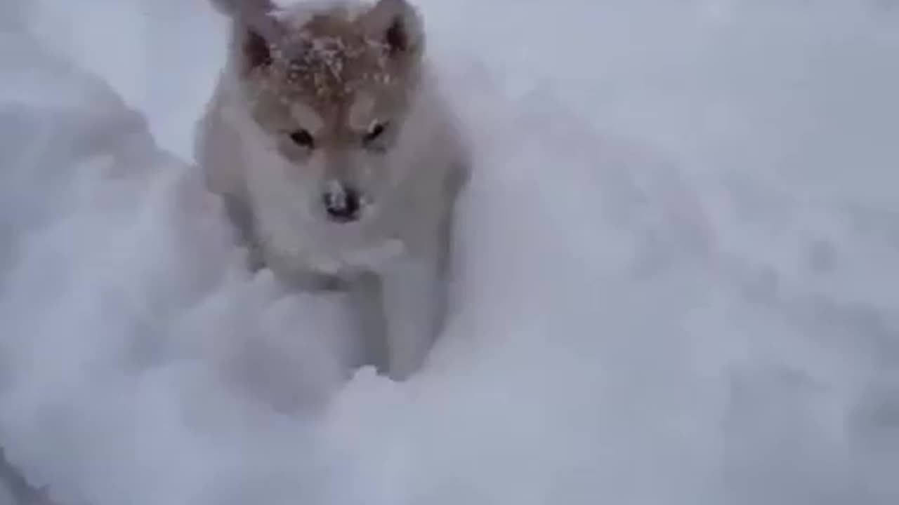 Running Little Huskies l Happy Huskies