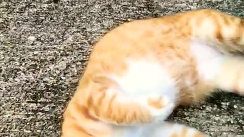 #cat #youtube #trending #shortsviral #shortsfeed #shortsyoutube #minecraft #best