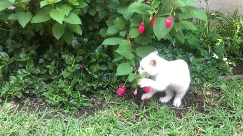 cute white cat playing under tree