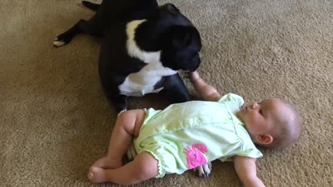 Pit Bull lame adorablemente a una pequeña beba