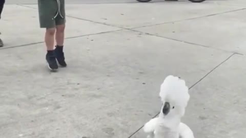 OMG SO Cute Parrot Dancing #shorts #bird #dance