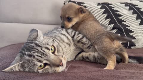 Funny cat reaction to puppies