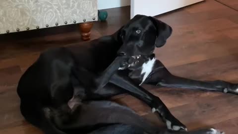 Puppy Nibbles on Her Own Foot ||