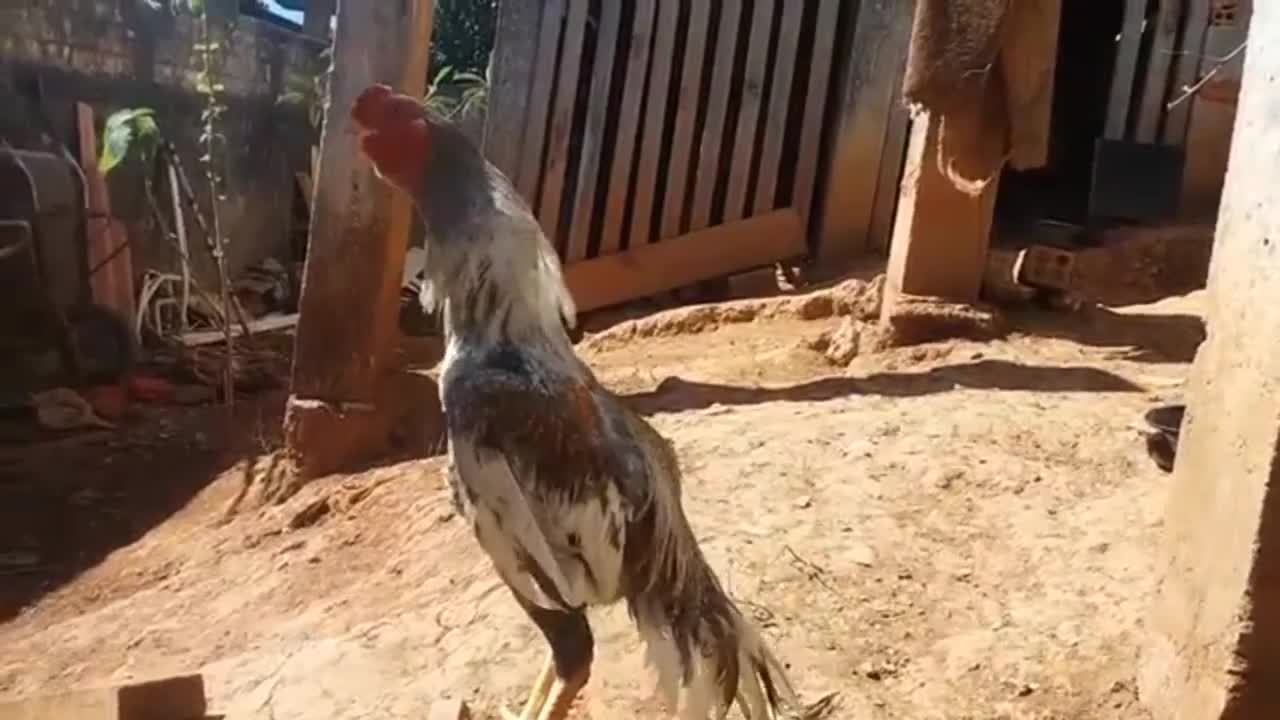 indian roosters crowing, galo índio cantando