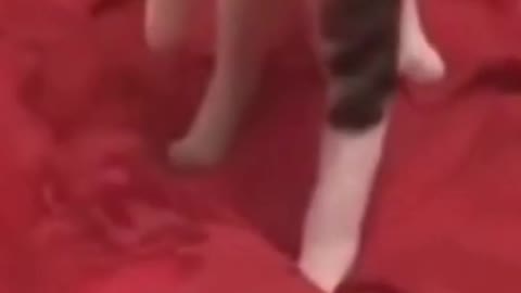 Funny Dog moments captured on video