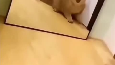 😂 what did the 🐈cat do in front of the mirror funny