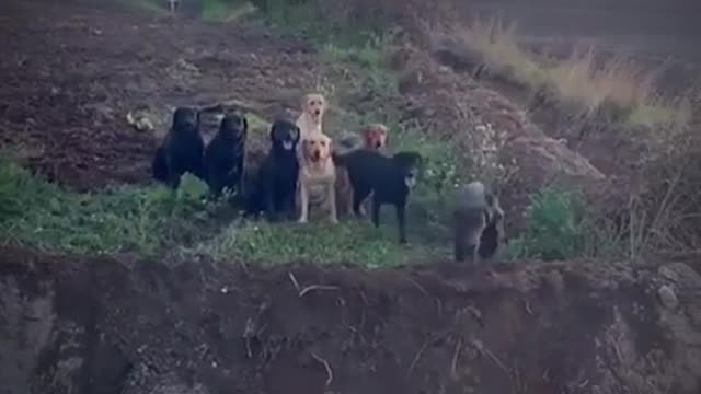 A group of happy dogs