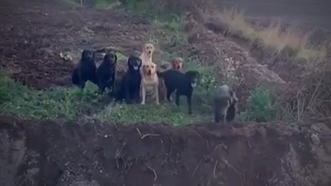 A group of happy dogs