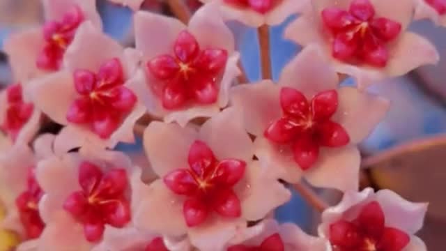Flower Bloom