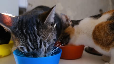 Cute Cats Eating Very Peacefully