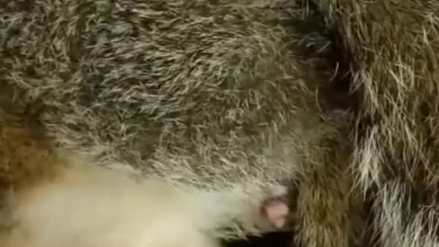 Blind squirrel smiles every time her rescuer scratches her oryou in hercare at that time.