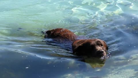 A dog learns to swim in the sea