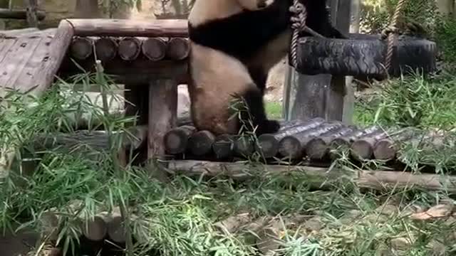 Xubao Qian Jin daily play # Panda