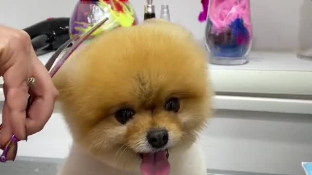 #funny #funnyvideos #foryou #fyp #foryoupage #funnyanimals #dog