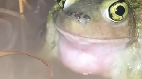 Funny frog