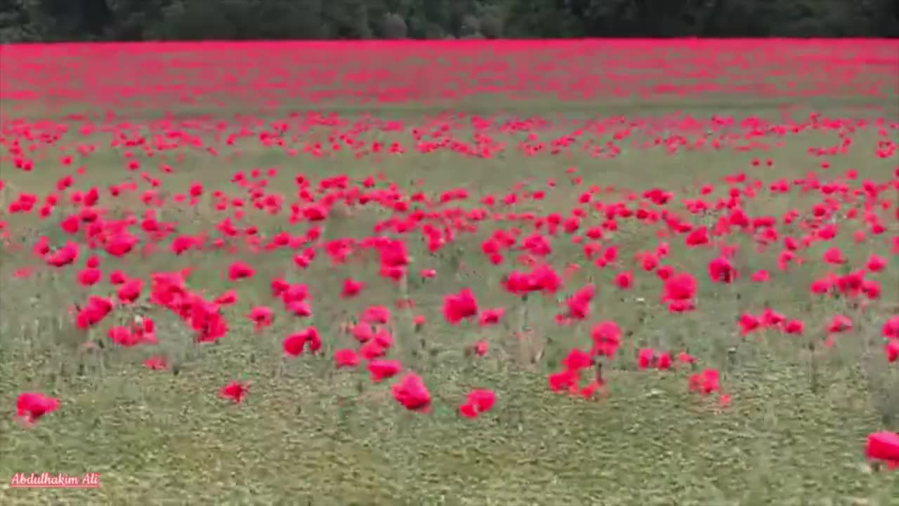 Relaxing Music | Sleeping, Meditation, Stress Relief | [1158] ⭐️