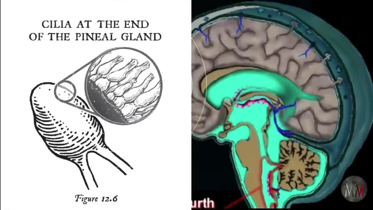 Follow the Pen: If thine eye be single, thy whole body shall be full of LIGHT