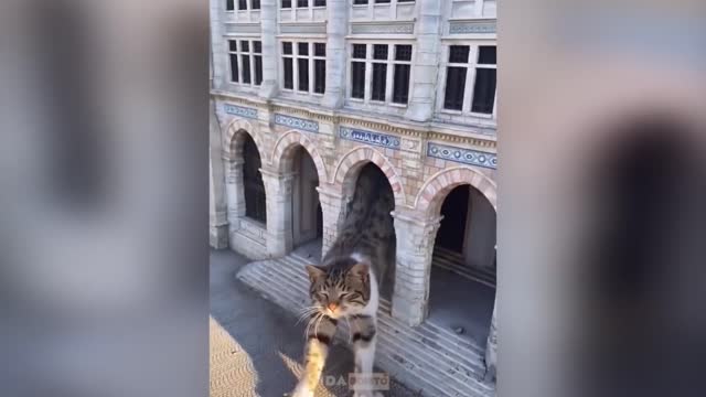 funny animals in the world