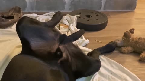Bear Falls Asleep While Eating Rawhide