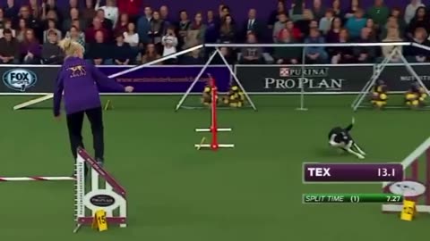 Dog International competition