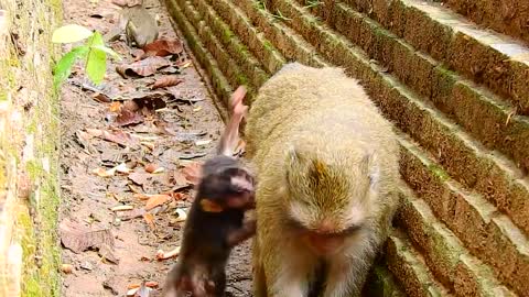 28.Poor Baby Patricia monkey Cry Until No Active After Mom Patty Leave from she