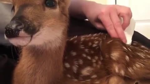 love animals