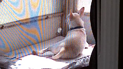 Gus the Bullhuahua