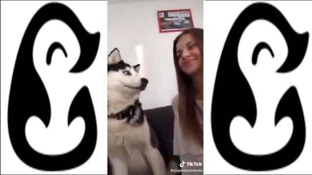 WHY YOU NEED A HUSKY IN YOUR LIFE!
