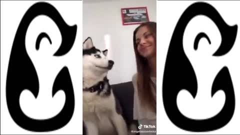 WHY YOU NEED A HUSKY IN YOUR LIFE!