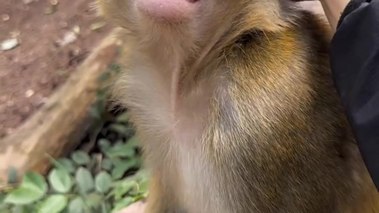 Innocent monkey #viral#cool#cute cat,