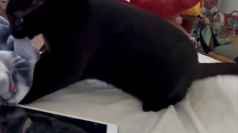 Adopting a Cat from a Shelter Vlog - Good Morning Precious Piper #shorts