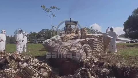 Food supply: Eggs being destroyed