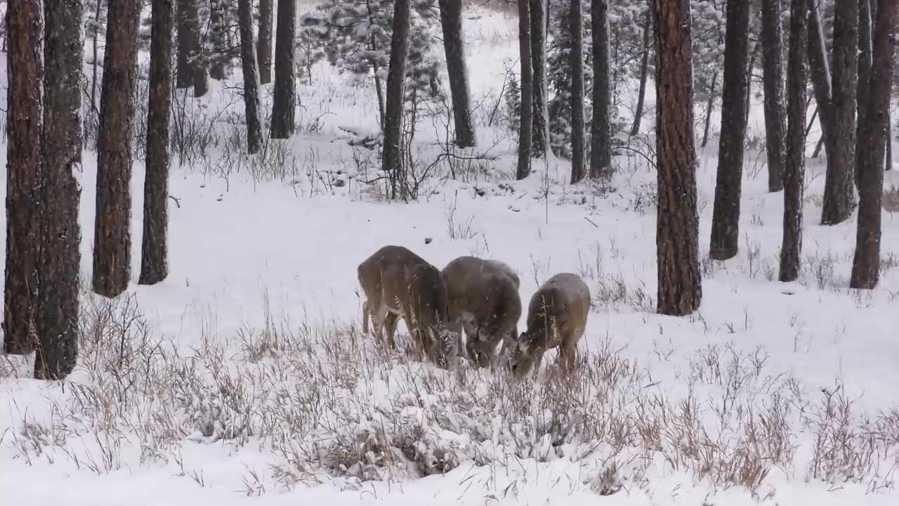 Ultimate Wild Animals Collection in 8K ULTRA HD 8K TV