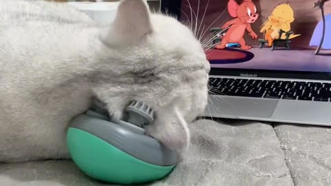 Cat Love