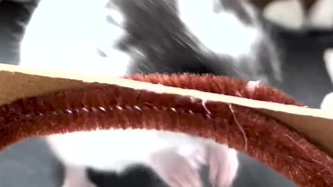 hamsterrunning
