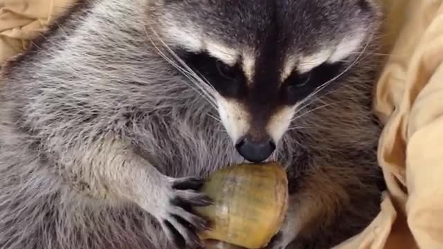Precious gets greedy with her new apple snail treats……
