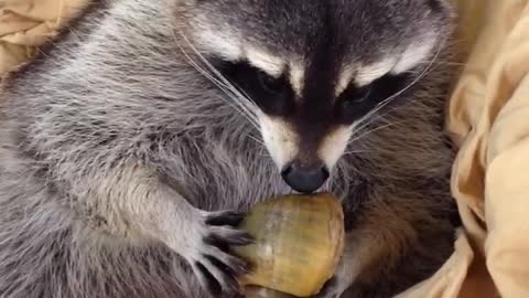 Precious gets greedy with her new apple snail treats……