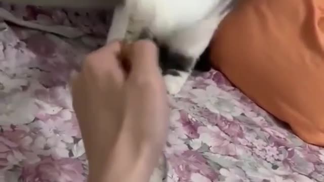 cat slapping a lighter , funny video , cat funny