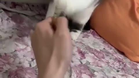 cat slapping a lighter , funny video , cat funny