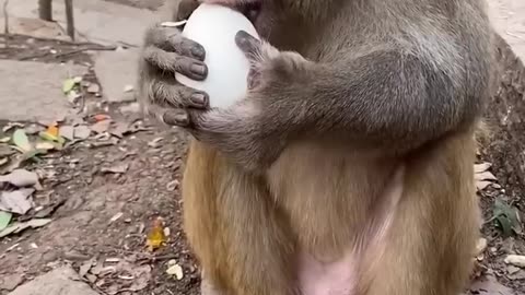 Monkey Eat Egg