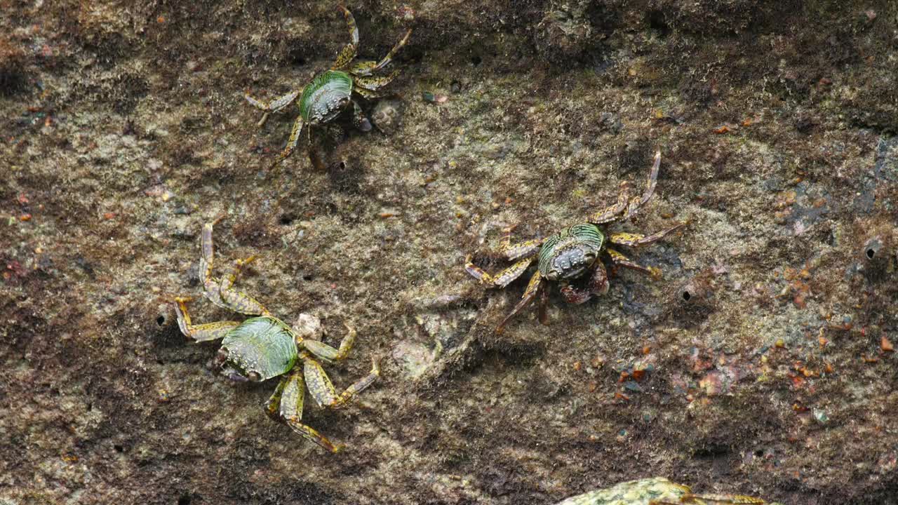 Three crabs on a rock at the beach